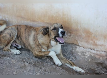 Massimo, liebevoll herzlich leinenführig , einfach ein Goldstück