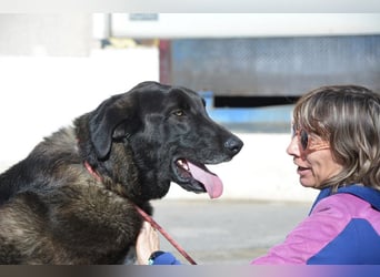 Uterque, eine Seele von Hund sucht ruhiges Zuhause