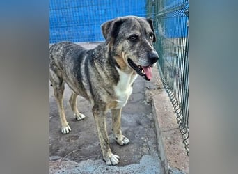 BUNNY der sanfte Bub