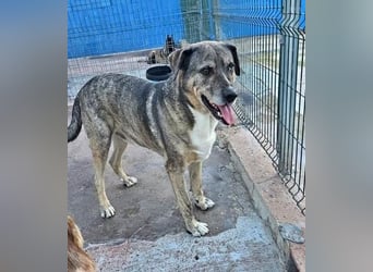 BUNNY der sanfte Bub