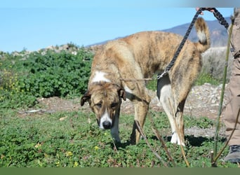 Massimo, liebevoll herzlich leinenführig , einfach ein Goldstück