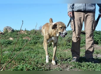 Massimo, liebevoll herzlich leinenführig , einfach ein Goldstück