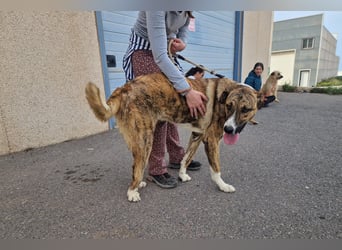 Massimo, liebevoll herzlich leinenführig , einfach ein Goldstück