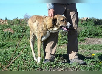 Massimo, liebevoll herzlich leinenführig , einfach ein Goldstück
