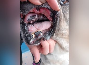 BUNNY der sanfte Bub