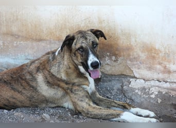Massimo, liebevoll herzlich leinenführig , einfach ein Goldstück