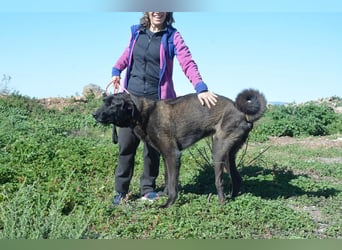 Uterque, eine Seele von Hund sucht ruhiges Zuhause