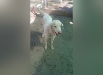 BLANCA