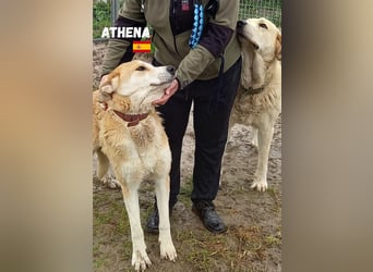 Athena - ruhig und geduldig