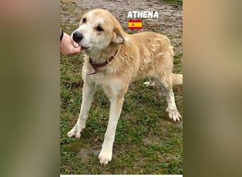 Athena - ruhig und geduldig