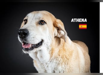 Athena - ruhig und geduldig