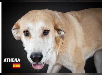 Athena - ruhig und geduldig