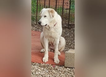 Dulce, Große Dame, kleines Herzblatt - liebevolle Hündin sucht Heim mit kleinem Hund