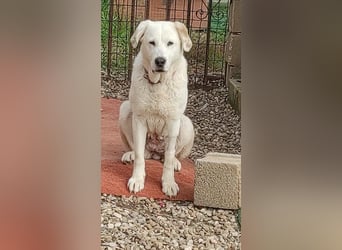 Dulce, Große Dame, kleines Herzblatt - liebevolle Hündin sucht Heim mit kleinem Hund