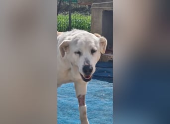 Große Dame, kleines Herzblatt - liebevolle Hündin sucht Heim mit kleinem Hund