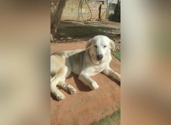 Dulce, Große Dame, kleines Herzblatt - liebevolle Hündin sucht Heim mit kleinem Hund