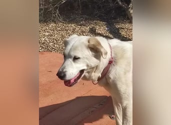 Dulce, mag kleinere Hunde sehr gerne