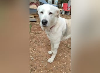 Dulce, Große Dame, kleines Herzblatt - liebevolle Hündin sucht Heim mit kleinem Hund