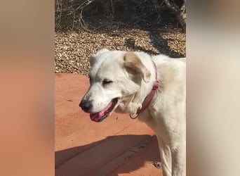 Dulce, Große Dame, kleines Herzblatt - liebevolle Hündin sucht Heim mit kleinem Hund