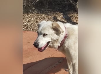 Dulce, Große Dame, kleines Herzblatt - liebevolle Hündin sucht Heim mit kleinem Hund