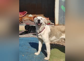 Dulce, Große Dame, kleines Herzblatt - liebevolle Hündin sucht Heim mit kleinem Hund