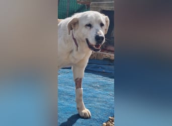 Dulce, Große Dame, kleines Herzblatt - liebevolle Hündin sucht Heim mit kleinem Hund