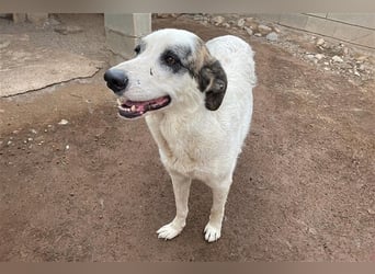 Milagros, wundervolle ausgeglichene Katzen und Kinderfreundliche Hündin Milagros, wundervolle ausgeglichene Katzen und Kinderfreundliche Hündin