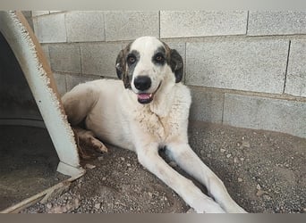 Milagros, wundervolle ausgeglichene Katzen und Kinderfreundliche Hündin Milagros, wundervolle ausgeglichene Katzen und Kinderfreundliche Hündin