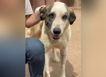 Milagros, wundervolle ausgeglichene Katzen und Kinderfreundliche Hündin Milagros, wundervolle ausgeglichene Katzen und Kinderfreundliche Hündin