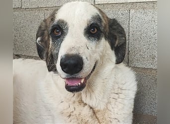 Milagros, wundervolle ausgeglichene Katzen und Kinderfreundliche Hündin Milagros, wundervolle ausgeglichene Katzen und Kinderfreundliche Hündin