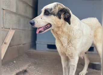 Milagros, wundervolle ausgeglichene Katzen und Kinderfreundliche Hündin Milagros, wundervolle ausgeglichene Katzen und Kinderfreundliche Hündin