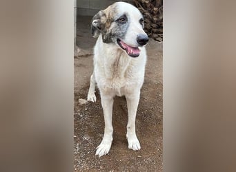 Milagros, wundervolle ausgeglichene Katzen und Kinderfreundliche Hündin Milagros, wundervolle ausgeglichene Katzen und Kinderfreundliche Hündin