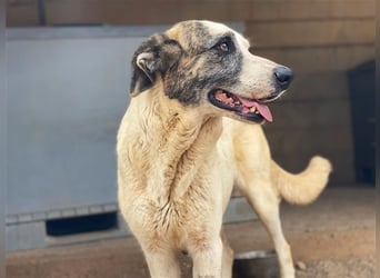 Milagros, wundervolle ausgeglichene Katzen und Kinderfreundliche Hündin Milagros, wundervolle ausgeglichene Katzen und Kinderfreundliche Hündin