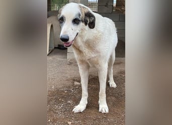 Milagros, wundervolle ausgeglichene Katzen und Kinderfreundliche Hündin Milagros, wundervolle ausgeglichene Katzen und Kinderfreundliche Hündin