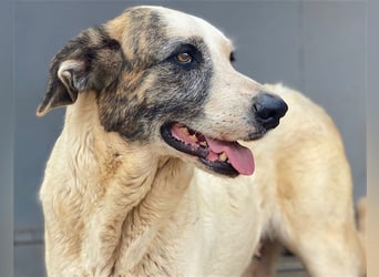 Milagros, wundervolle ausgeglichene Katzen und Kinderfreundliche Hündin Milagros, wundervolle ausgeglichene Katzen und Kinderfreundliche Hündin