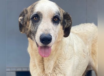 Milagros, wundervolle ausgeglichene Katzen und Kinderfreundliche Hündin Milagros, wundervolle ausgeglichene Katzen und Kinderfreundliche Hündin