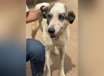 Milagros, wundervolle ausgeglichene Katzen und Kinderfreundliche Hündin Milagros, wundervolle ausgeglichene Katzen und Kinderfreundliche Hündin