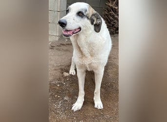 Milagros, wundervolle ausgeglichene Katzen und Kinderfreundliche Hündin Milagros, wundervolle ausgeglichene Katzen und Kinderfreundliche Hündin