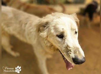 Helga ist sozial, freundlich und menschenbezogen