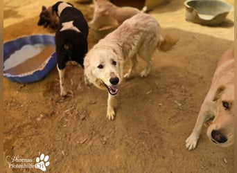 Helga ist sozial, freundlich und menschenbezogen