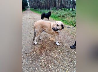 Kali - sozialverträgliche Mastin Espanol Hündin