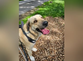 Kali - sozialverträgliche Mastin Espanol Hündin