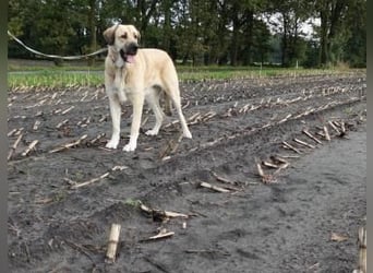 Kali - sozialverträgliche Mastin Espanol Hündin