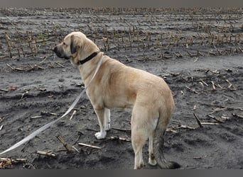 Kali - Zuhause gesucht! Junge Mastin Espanol Hündin