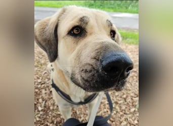 Kali - sozialverträgliche Mastin Espanol Hündin