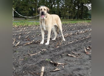 Kali - Zuhause gesucht! Junge Mastin Espanol Hündin