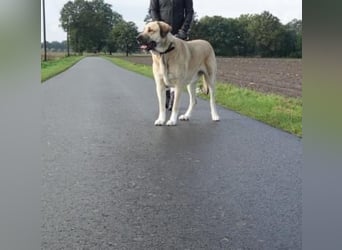 Kali - sozialverträgliche Mastin Espanol Hündin