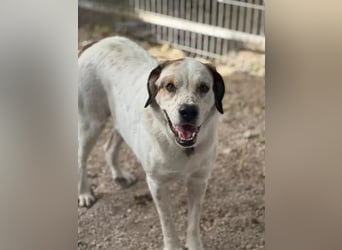 Maya ,sanfte Mastin-Mix-Hündin mit gefleckter Nase sucht ihr Für-immer-Zuhause