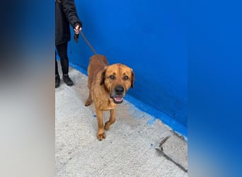 Tommy, sucht schon lange ein Zuhause