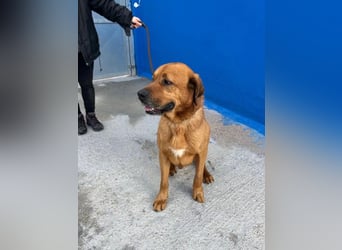 Tommy, sucht schon lange ein Zuhause